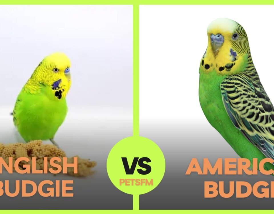 American Budgie vs. English Budgie | Detailed Differences Guide